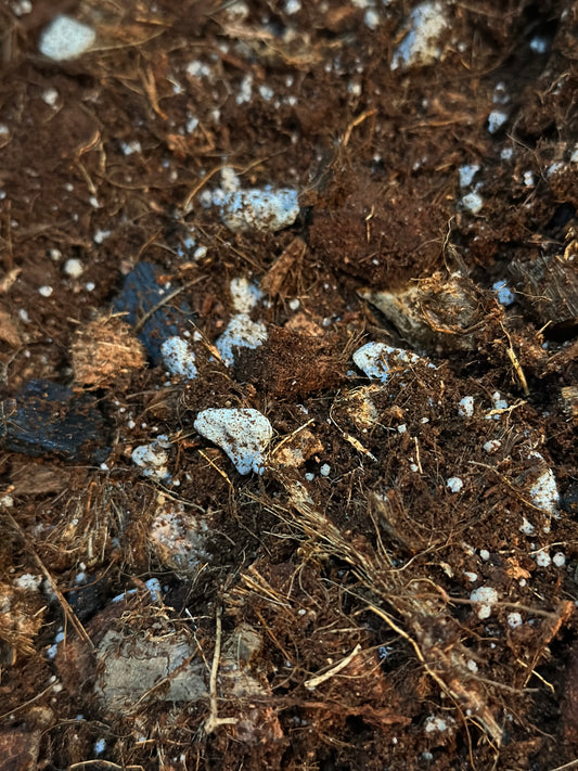 Plant Zaddy Aroid Soil